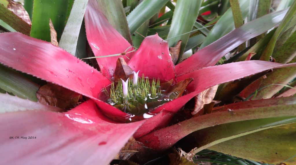 Costa Rica: Zwischen Atlantik und Pazifik