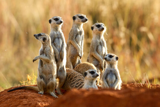 Südafrika für Einsteiger - perfekt kombinierbar mit Safari